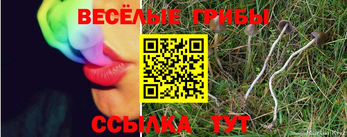 Калач-на-Дону  Псилоцибиновые грибы мицелий  Вход с VPN  Галлюциногенные грибы Psilocybe 